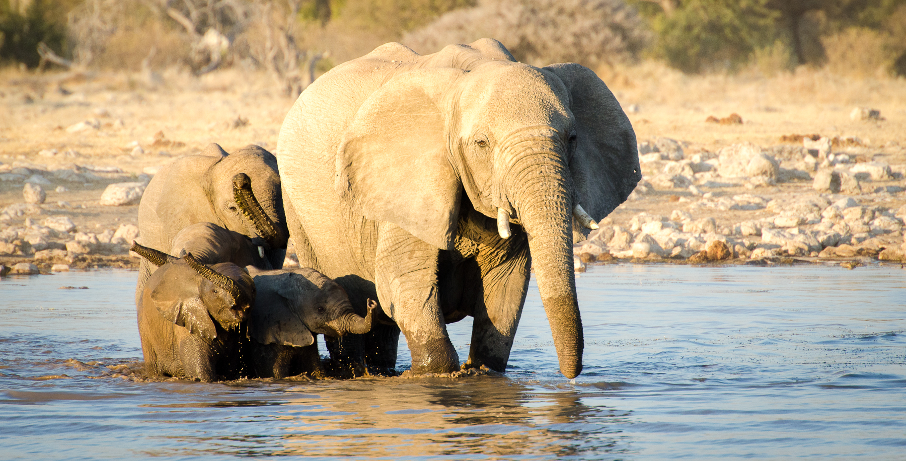 Elephants dans une mare au Parc National d'Etosha en Namibie