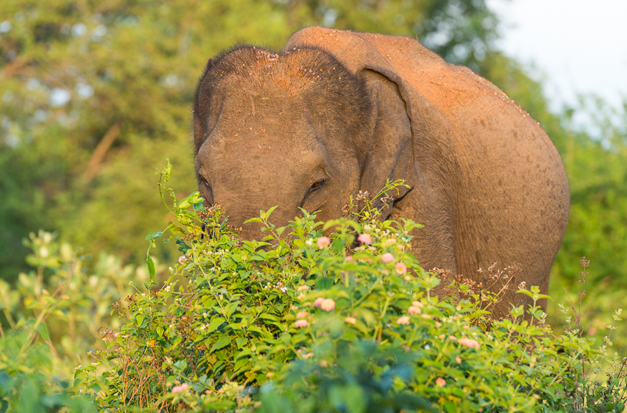 Eléphant au parc national de Uda Walawe