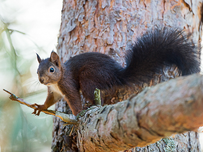 Curious squirrel