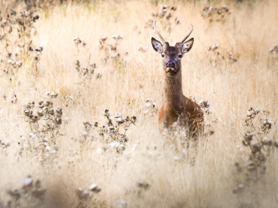 Dans la savane