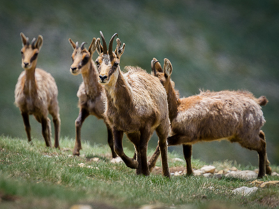 Isards à l'approche