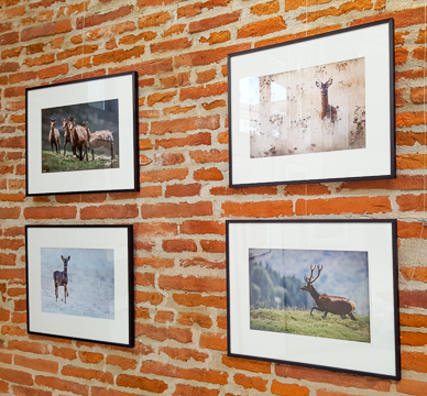 Exposition sur les murs de la halle Piquot à Léguevin pour le festival IBO