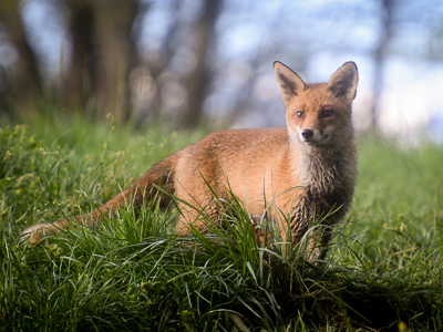 Fox in the meadow