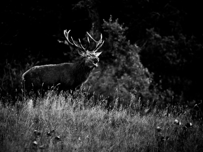 Furious deer during rutting period