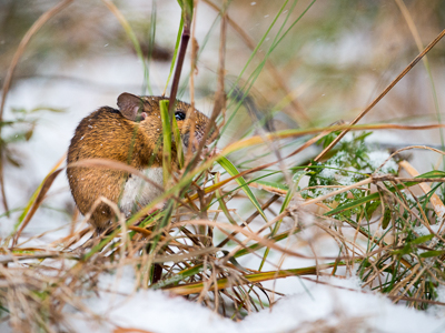 Mouse in the snow