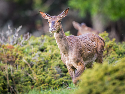 Face to face with a doe