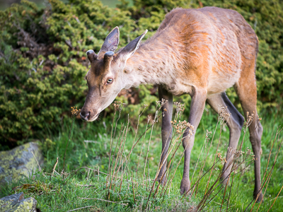 Young deer with a mid-season coat