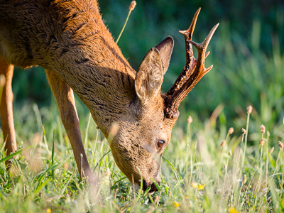 Roe deer at lunch