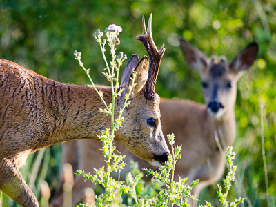 Daddy and baby roe deer