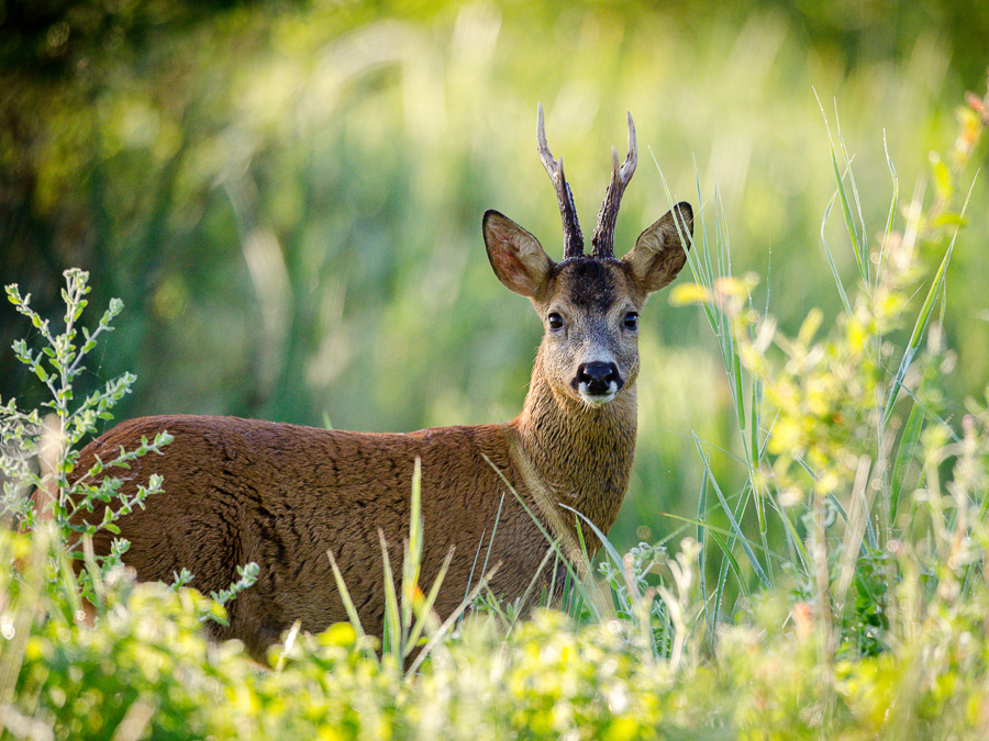 Roe deer interested by the noise of the camera