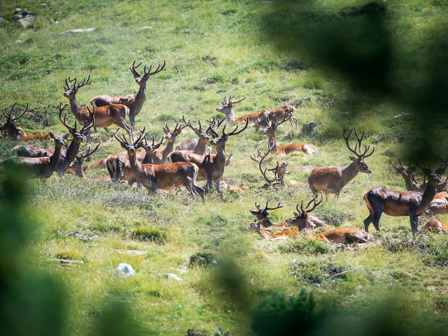 Big deers (in velvet) meeting