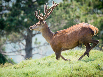 Jump of a deer in velvet