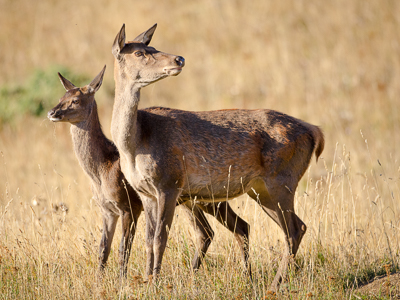 Mom and baby deer during autumn