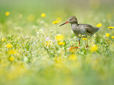 Common redshank in a flower garden