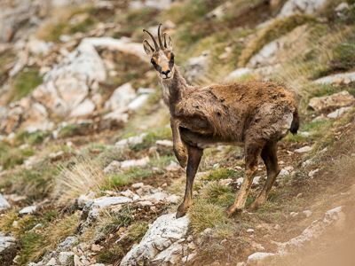 isard dans le doute