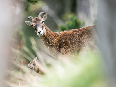 Mom and baby mouflons in the wood