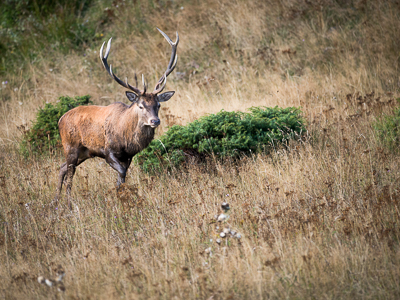 The big deer comes out of the wood