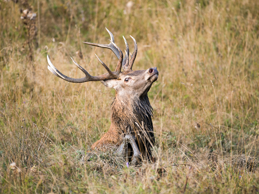 Big deer in the mud