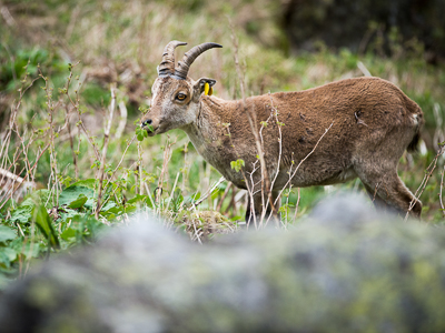 Reintroduction du bouquetin ibérique