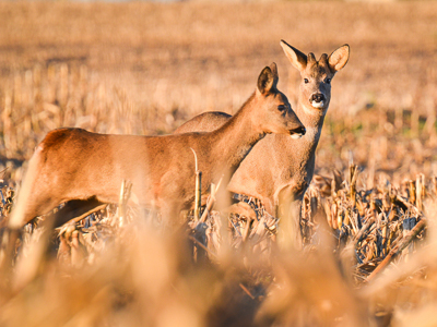 First hours of the day, a couple of roe deers