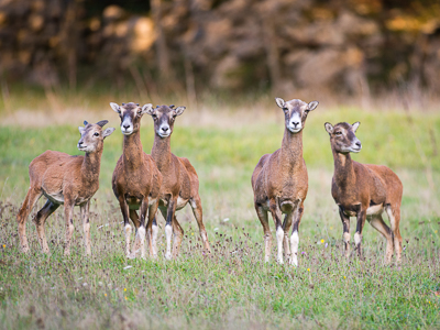 Mouflons family