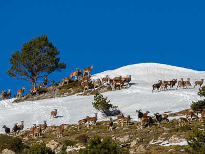 Mouflons during rutting period