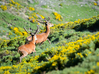 Deer in the brooms in bloom