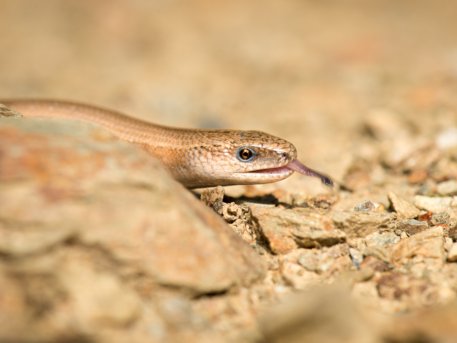 The tongue of the slow worm