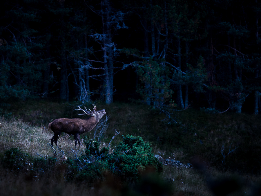 Déclaration nocturne