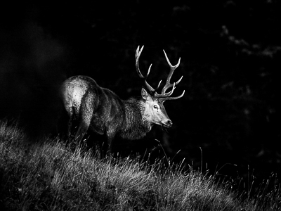 Black & White, King of wood