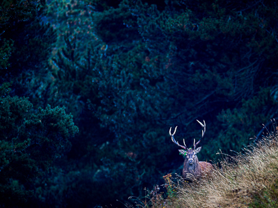 Au cœur de la forêt