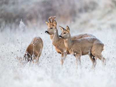 Famille de chevreuils en hiver