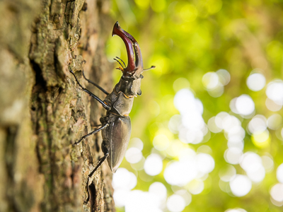 Lucane cerf-volant (Lucanus Cervus)