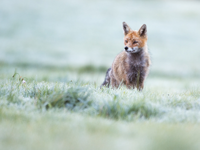 Renard dans la gelée matinale