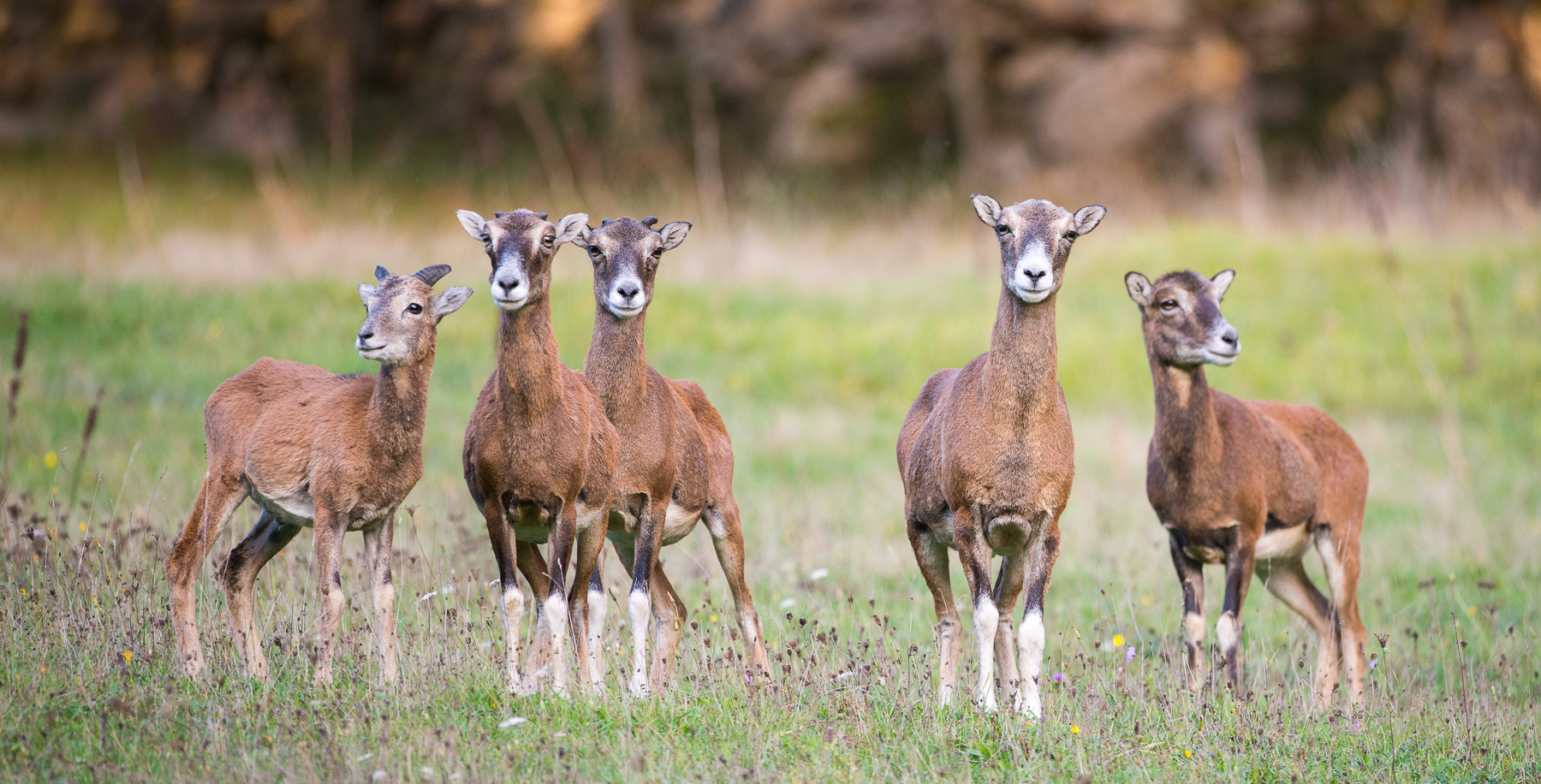 Petite famille de mouflons