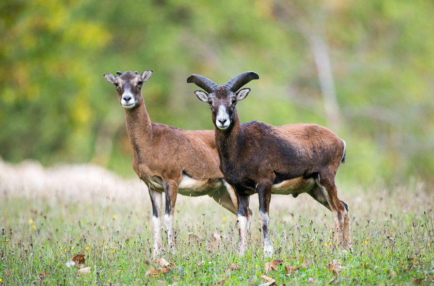 Jeune couple de mouflons