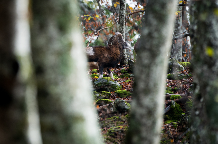 Bélier, mouflon mâle à la recherche de femelles