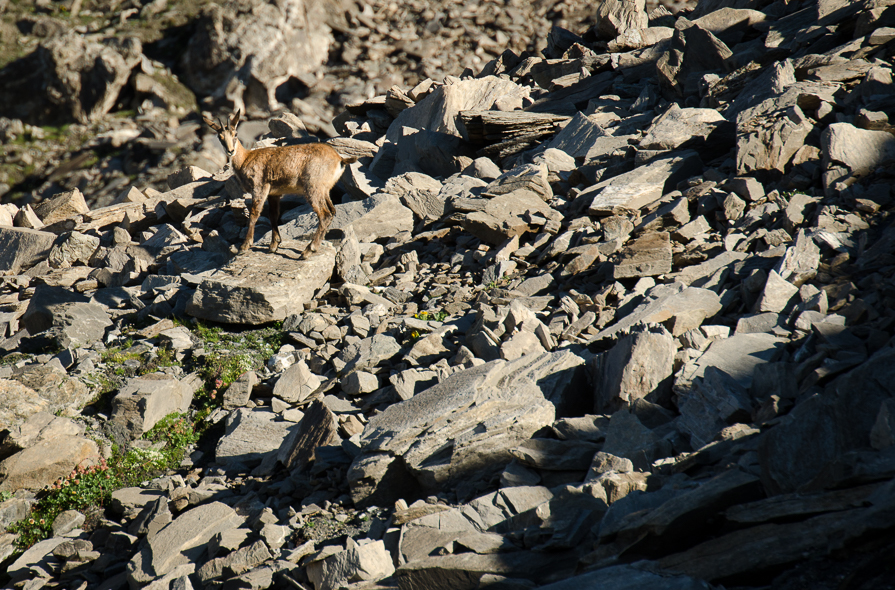 Chamois dans un pierrier