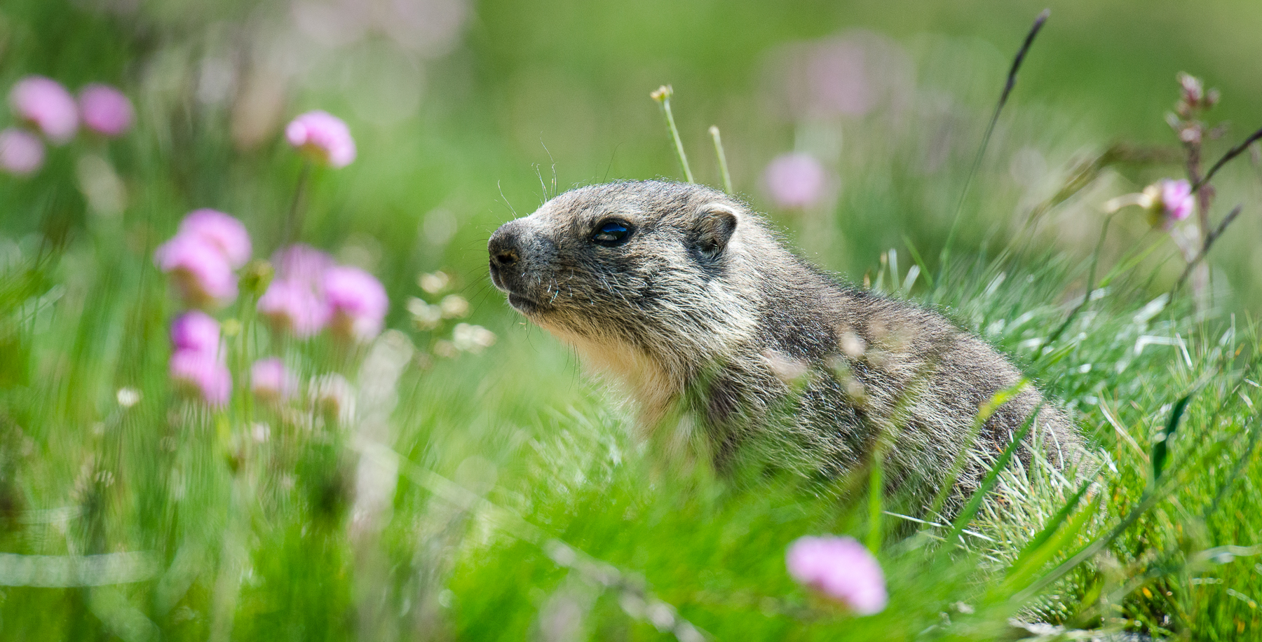 Marmotton dans les fleurs