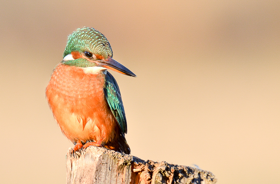 martin-pêcheur d'Europe en Ariège