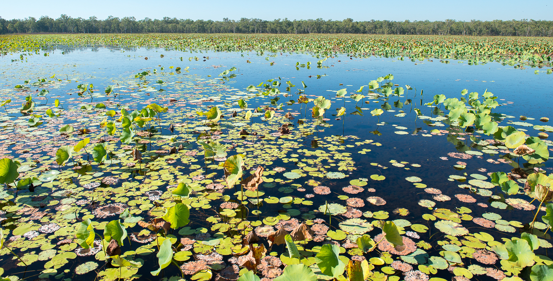 Billabong au parc national de Kakadu en Australie