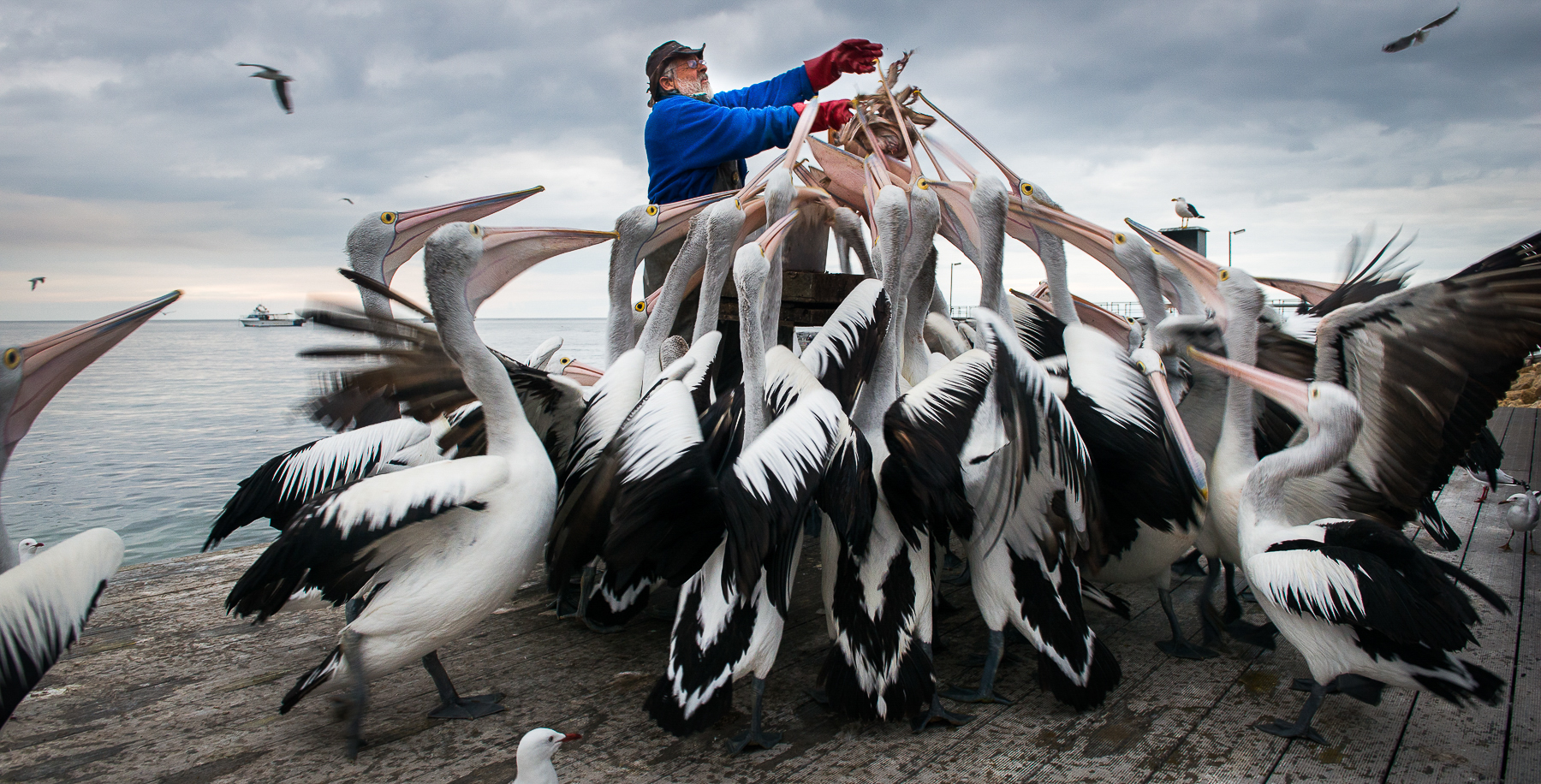 Pelican feeding à Kangaroo Island en Australie