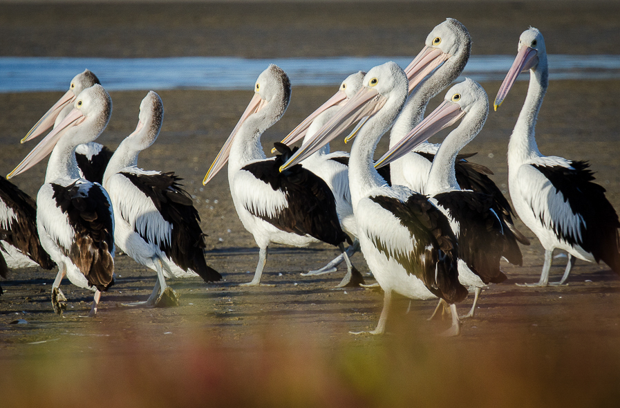 Pélicans australiens