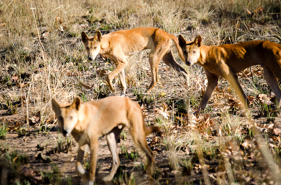 Meut de dingos dans le Red Centre en Australie