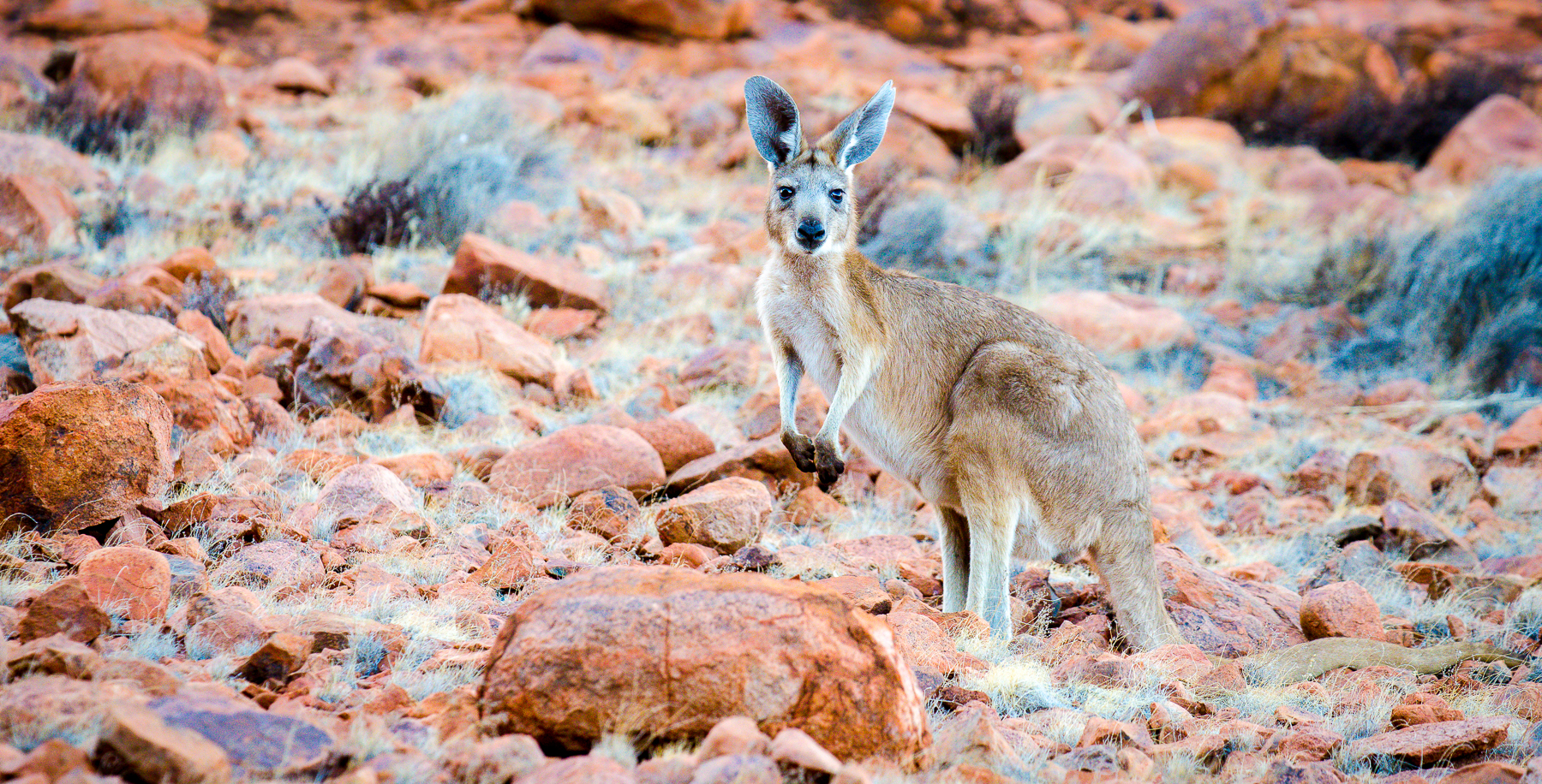 Wallaroo dans les Red Centre en Australie