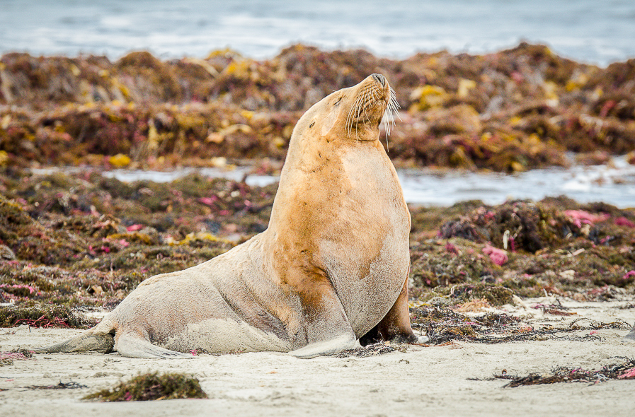 Lion de mer sur Kangaroo Island en Australie