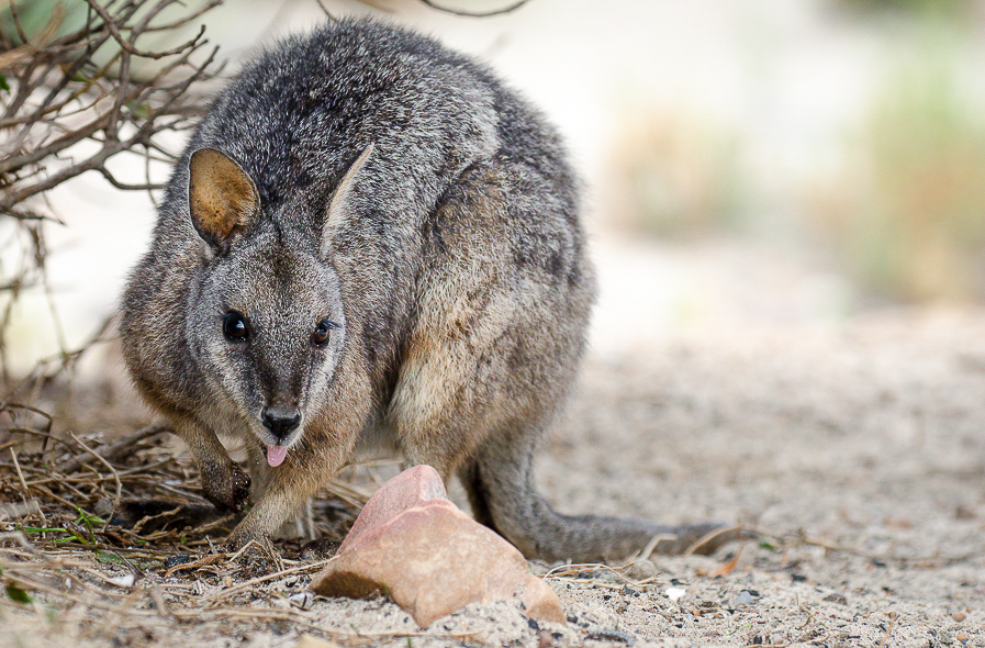 Thylogale en Australie