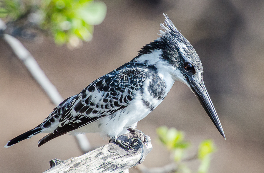 Alcyon pie en Namibie