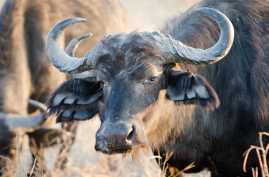 Buffle d'Afrique aux premières lueurs