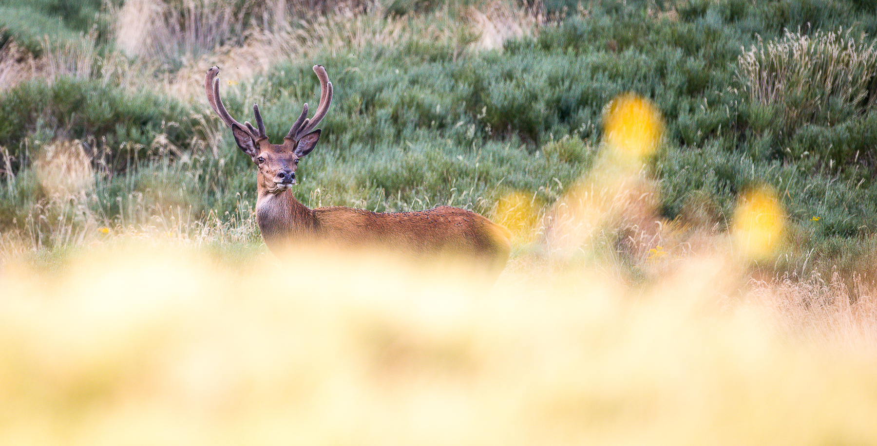 Cerf 10 cors en velours dans les montagnes des Pyrénées